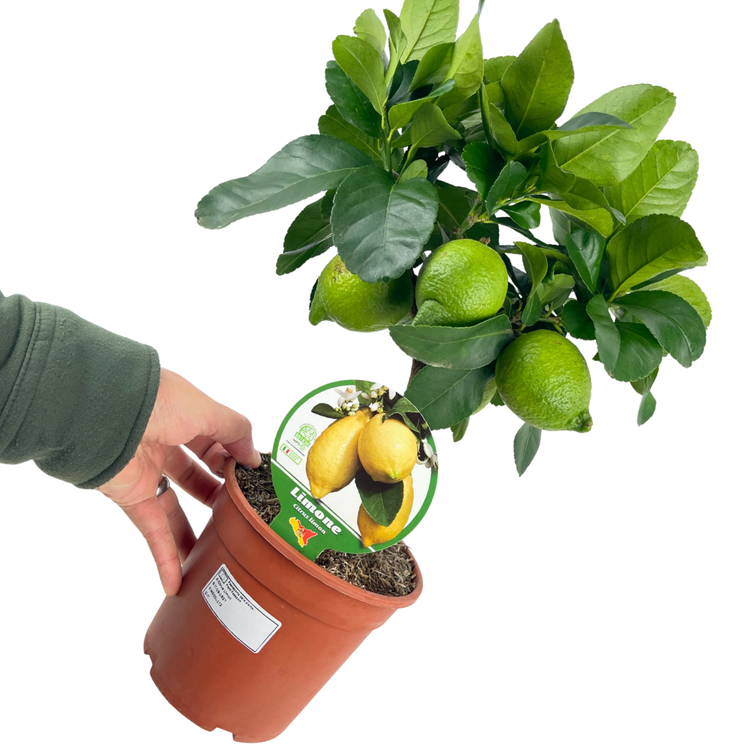 Citrus limon Lemon 2L at Cedar Nursery Surrey