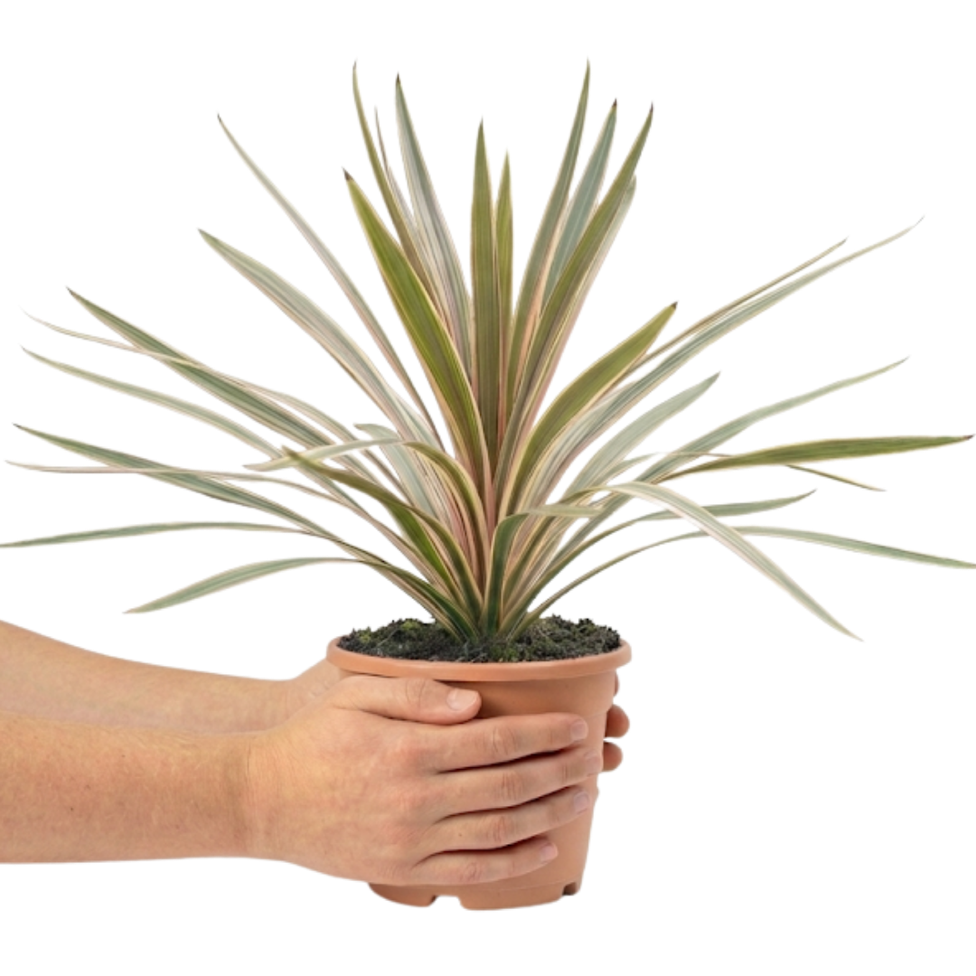 Cordyline australis Eurostripe 3L at Cedar Nursery Surrey