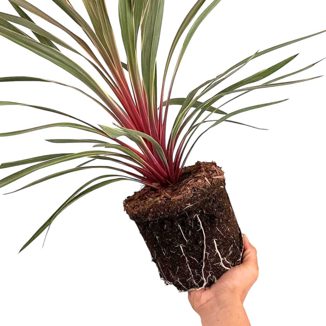 Cordyline australis Magic Star 3L at Cedar Nursery Surrey