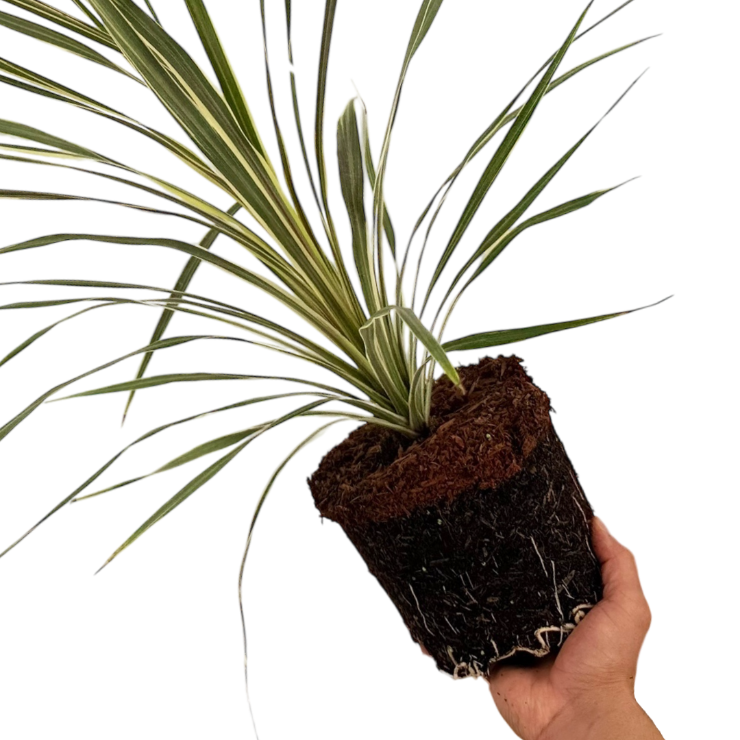 Cordyline australis Torbay Dazzler 3L at Cedar Nursery Surrey