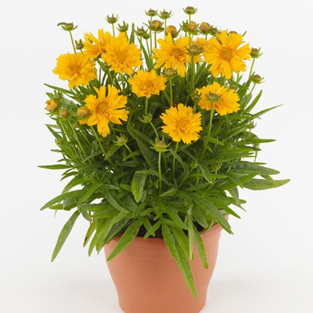 Coreopsis Double the Sun 2L at Cedar Nursery Surrey