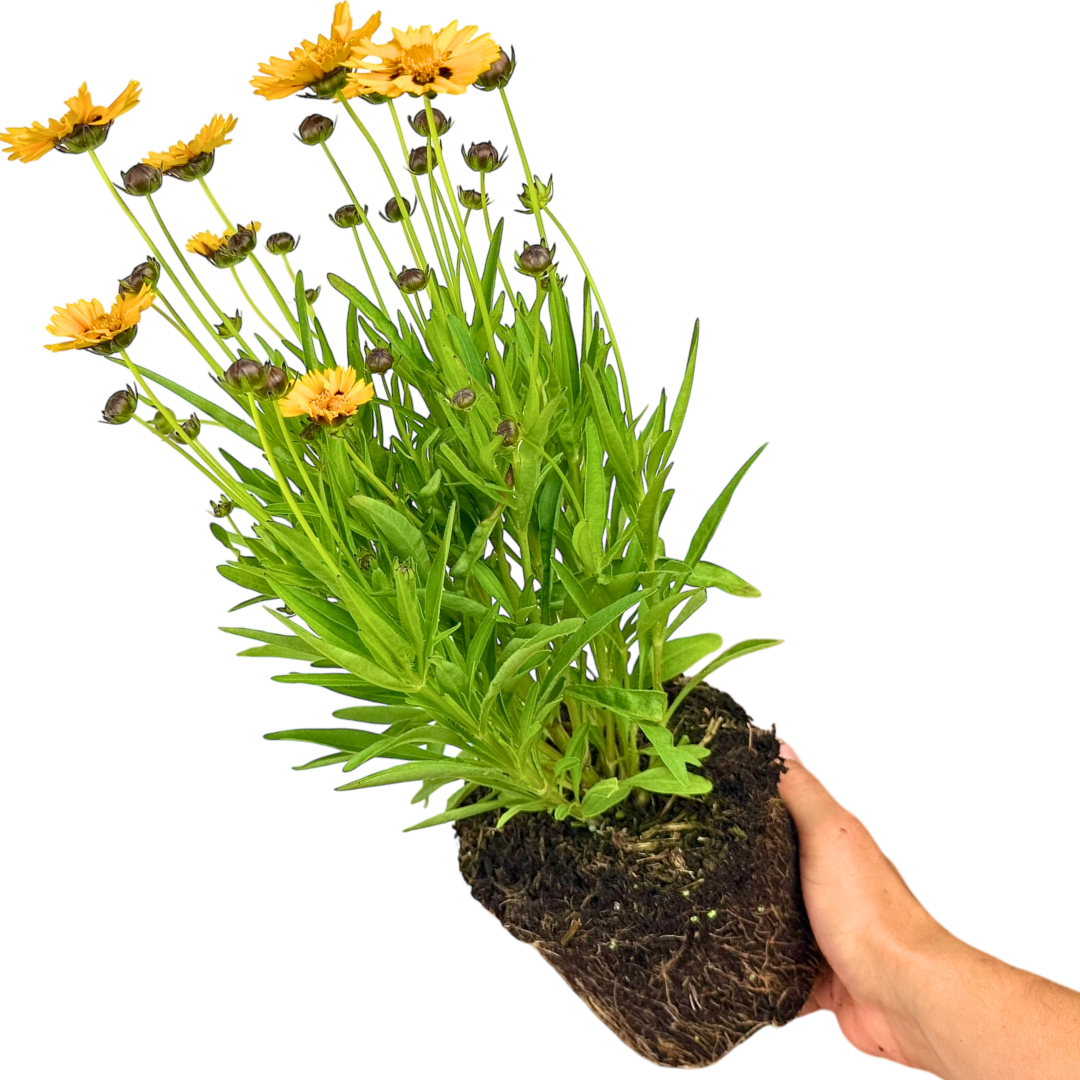 Coreopsis Sunfire 2L at Cedar Nursery Surrey
