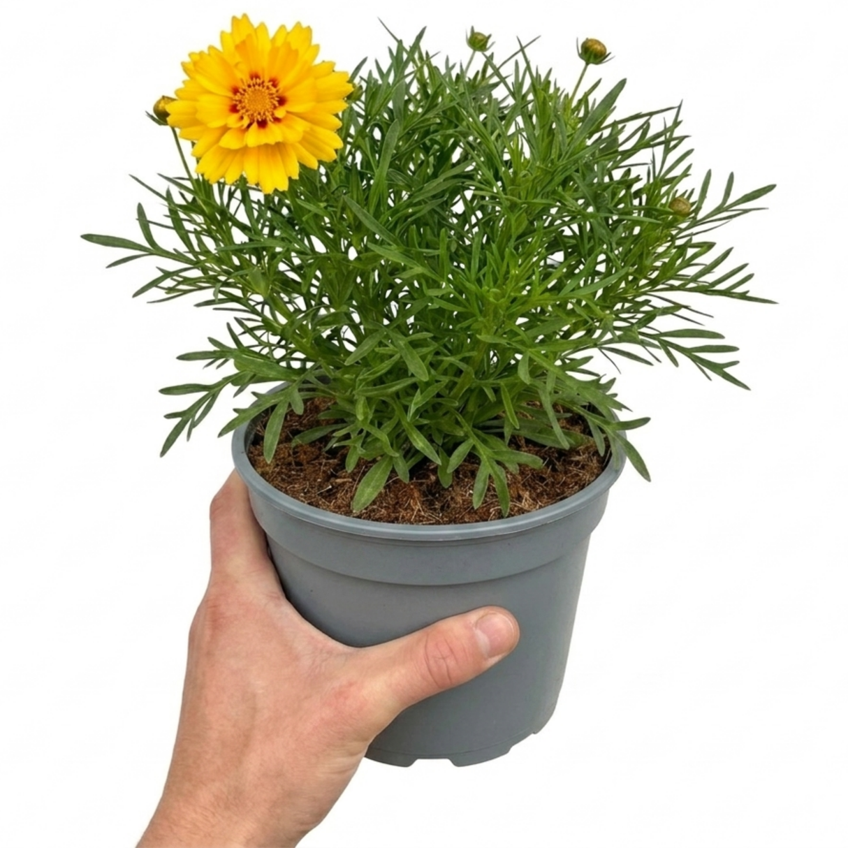 Coreopsis grandiflora Solar Fancy ='Mvnc1904'