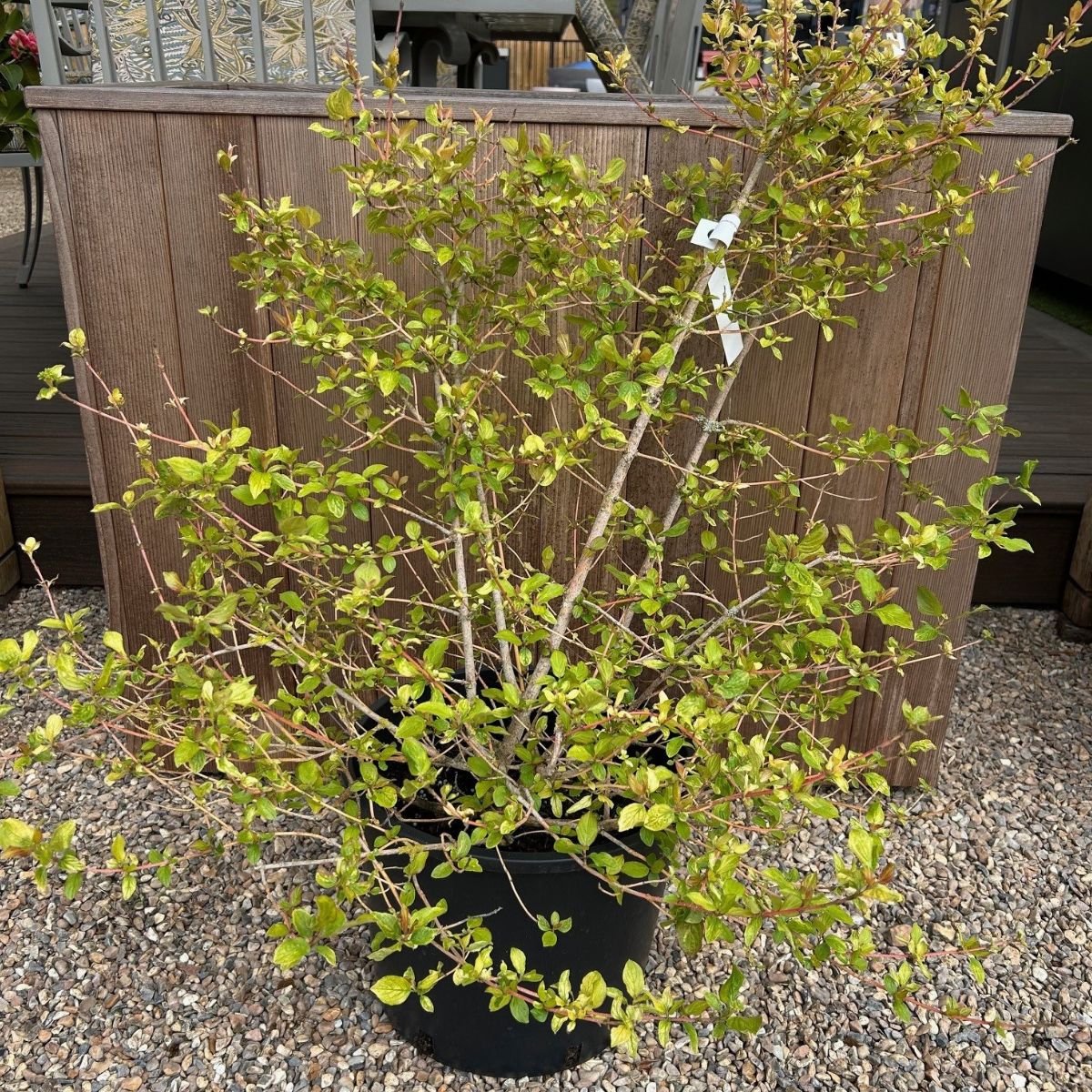 Cornus sanguinea 'Winter Beauty'