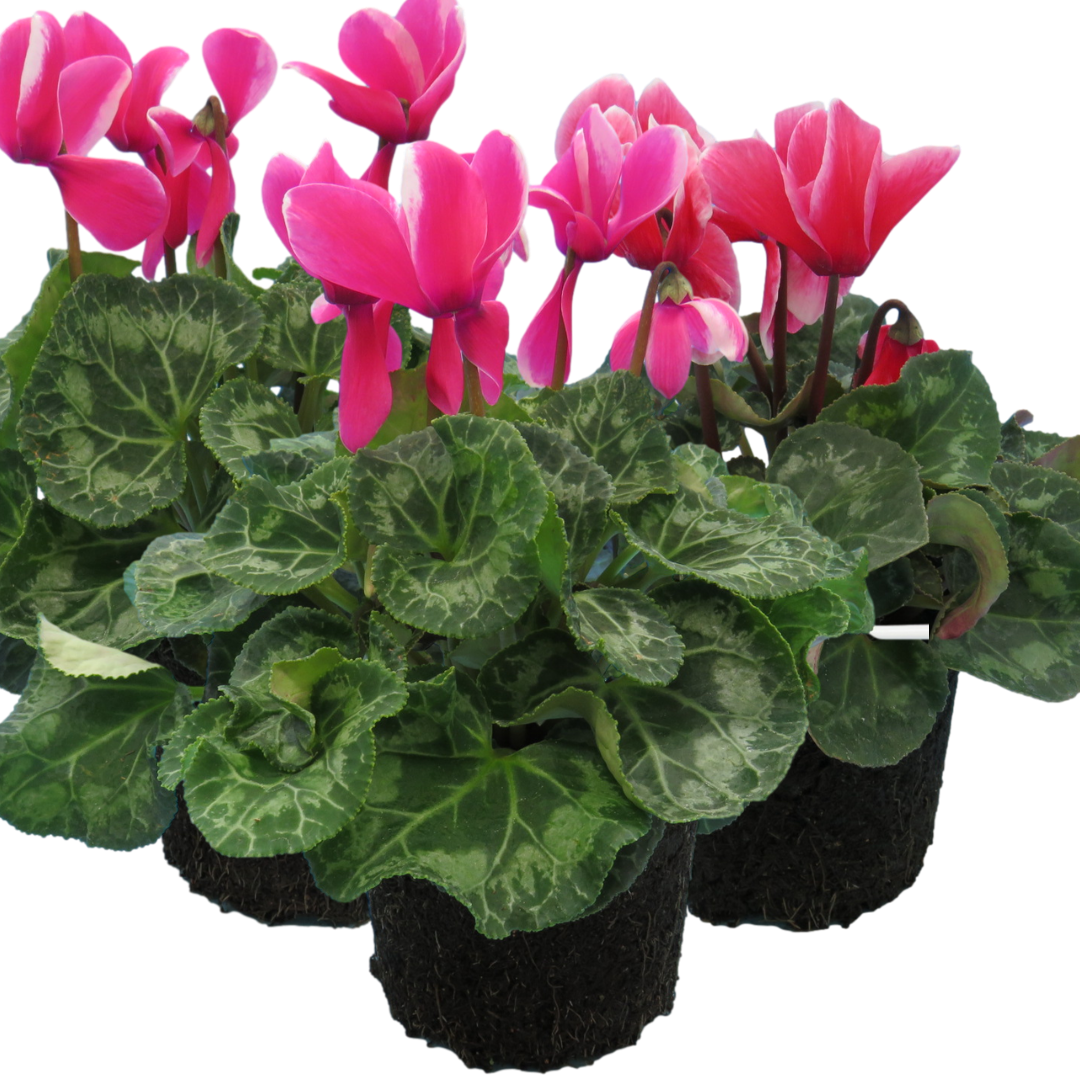 Cyclamen persicum Bicolour Growers Selection from Cedar Nursery, Cobham