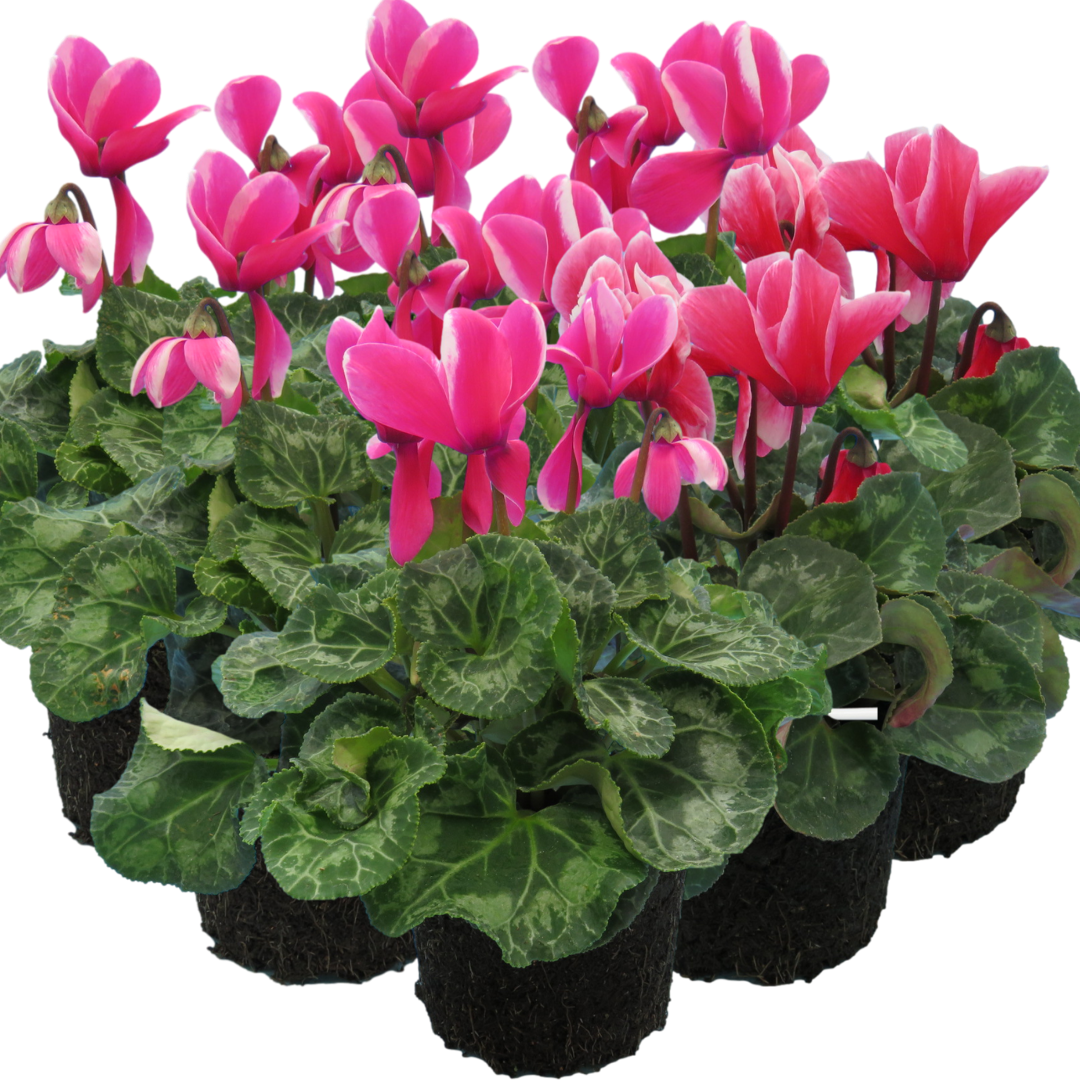 Cyclamen persicum Bicolour Growers Selection from Cedar Nursery, Cobham