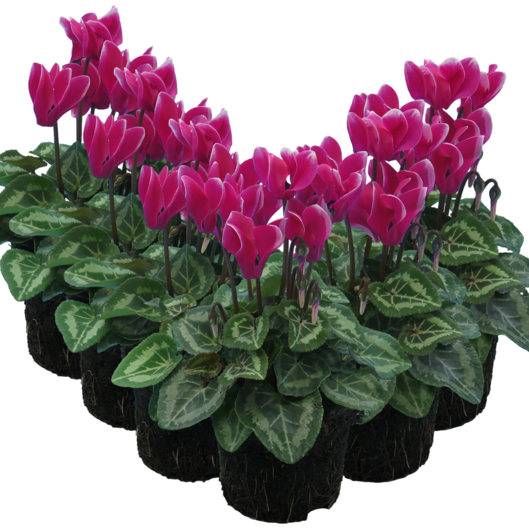 Cyclamen persicum 'Dark Red Flame' from Cedar Nursery, Cobham