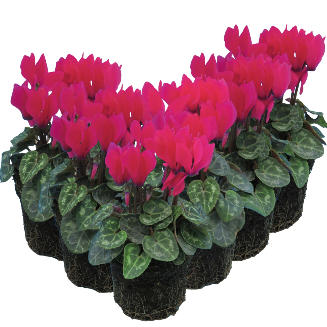 Cyclamen persicum 'Deep Rose' from Cedar Nursery, Cobham