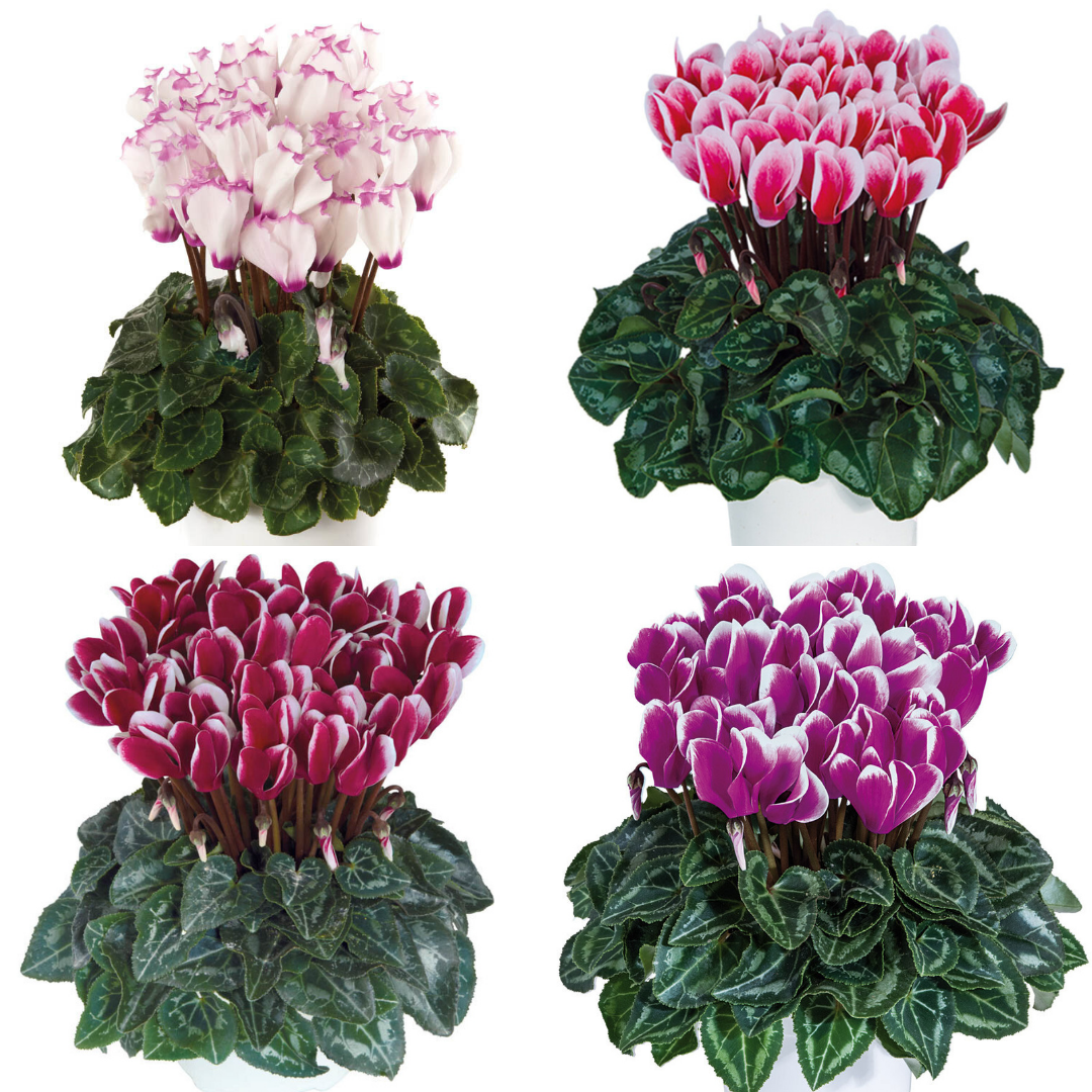 Cyclamen persicum 'Flame' Growers Selection from Cedar Nursery, Cobham