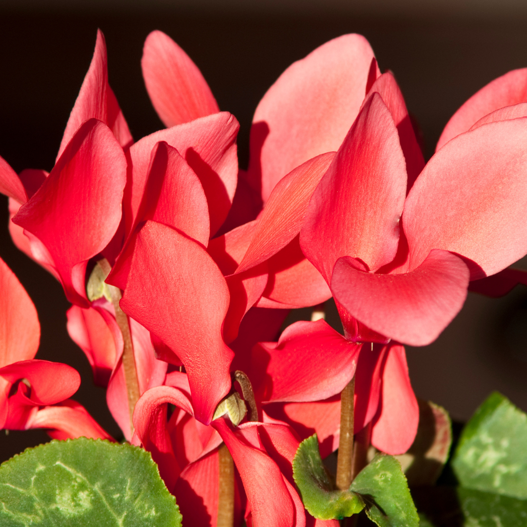 Cyclamen persicum 'Flame Scarlet' from Cedar Nursery, Cobham