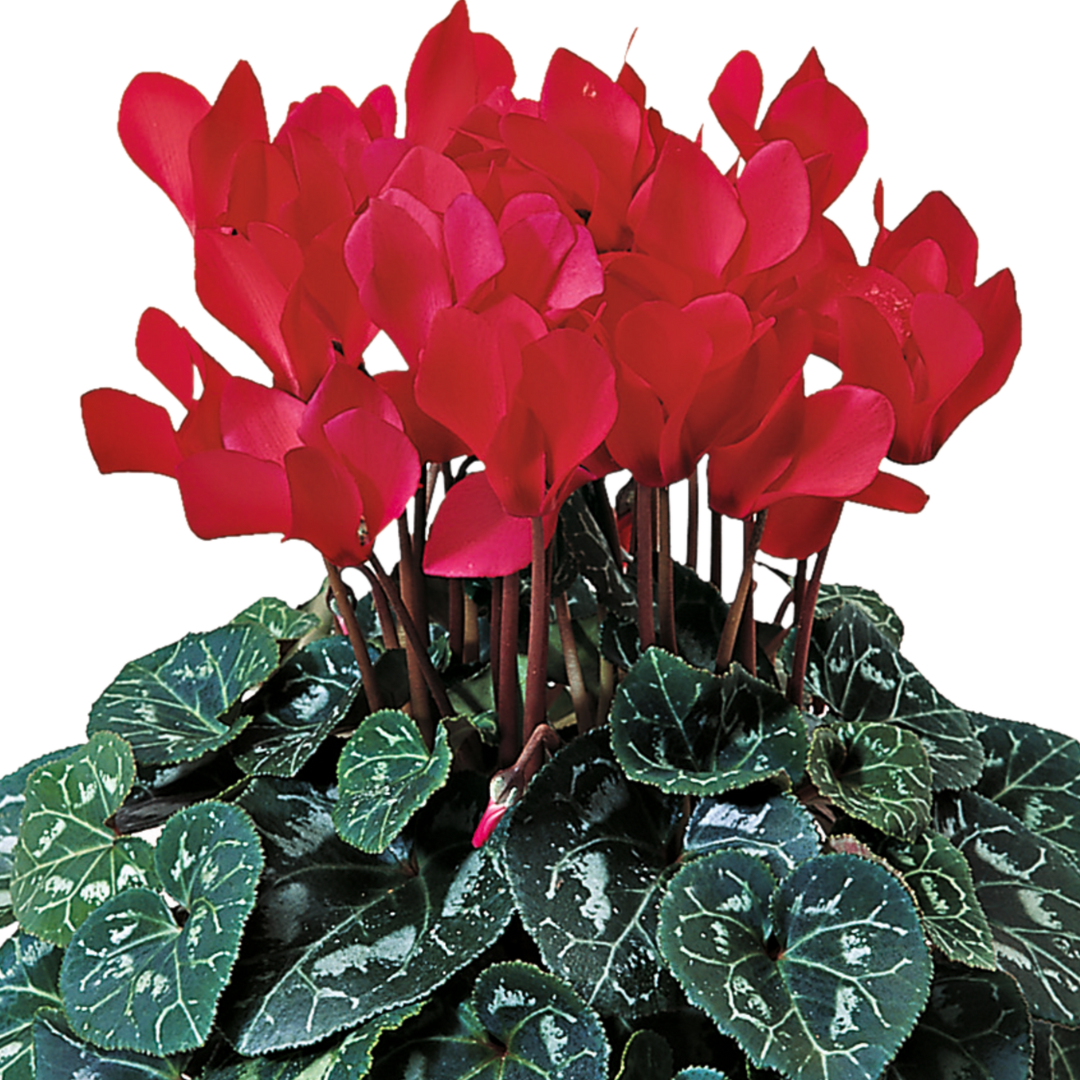 Cyclamen persicum 'Flame Scarlet' from Cedar Nursery, Cobham