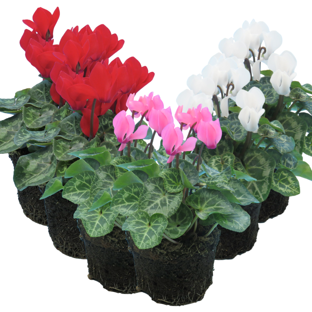 Cyclamen persicum Growers Selection from Cedar Nursery, Cobham