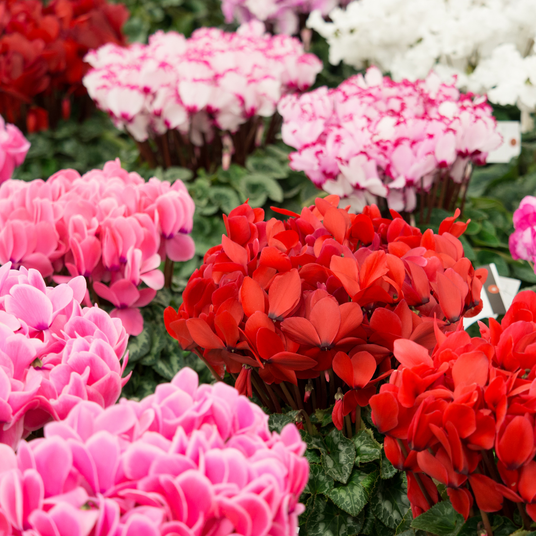 Cyclamen persicum Growers Selection from Cedar Nursery, Cobham