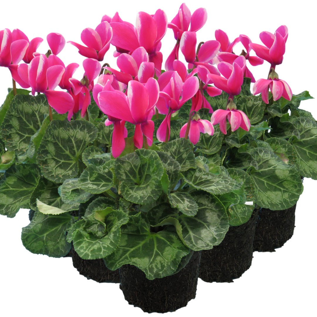 Cyclamen persicum 'Pink Flame' from Cedar Nursery, Cobham