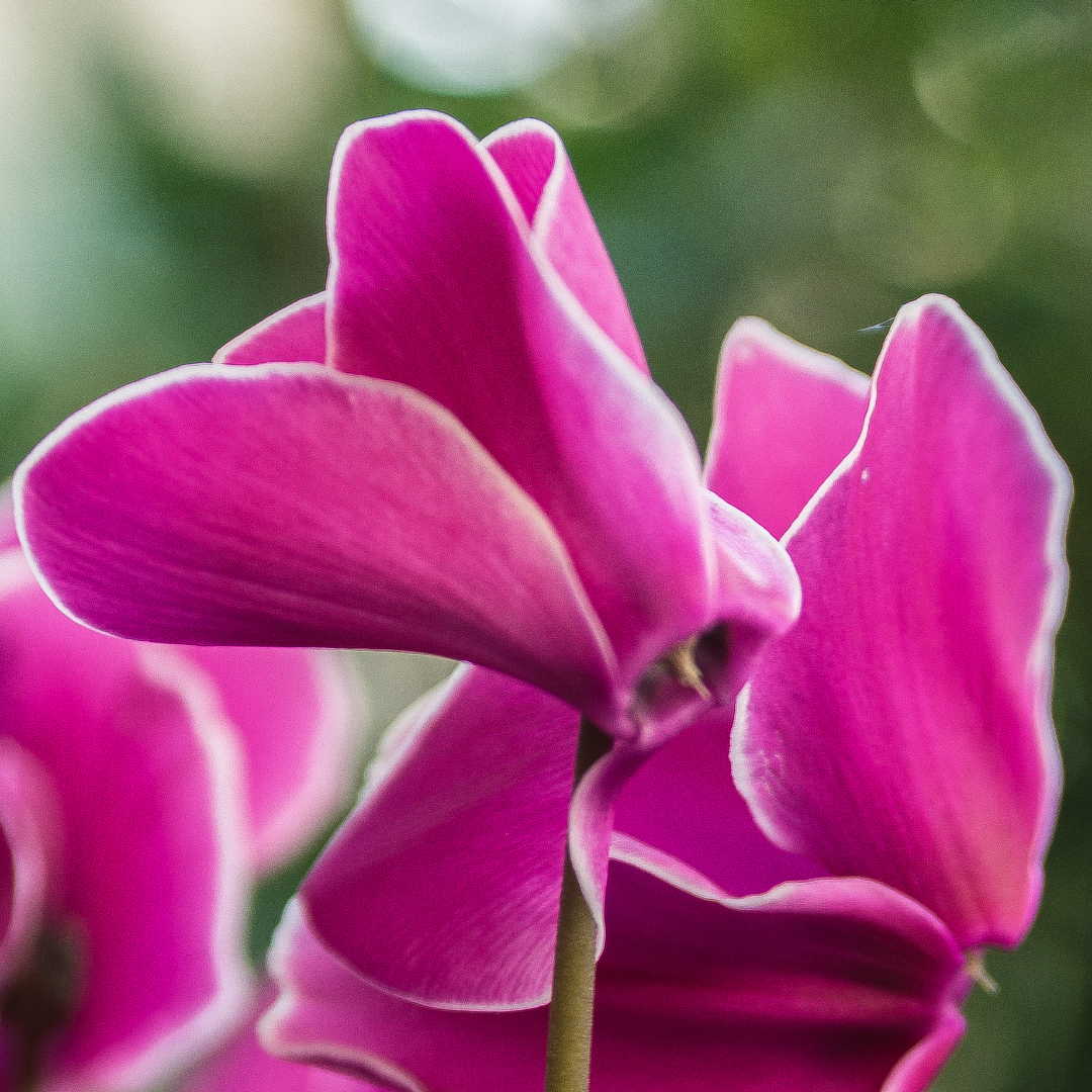 Cyclamen persicum 'Pink Flame' from Cedar Nursery, Cobham