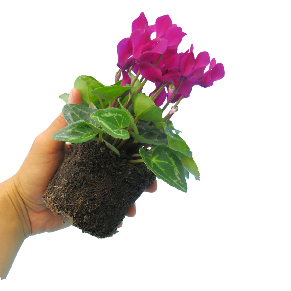 Cyclamen persicum 'Purple' from Cedar Nursery, Cobham