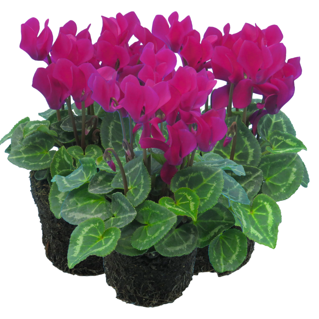 Cyclamen persicum 'Purple' from Cedar Nursery, Cobham