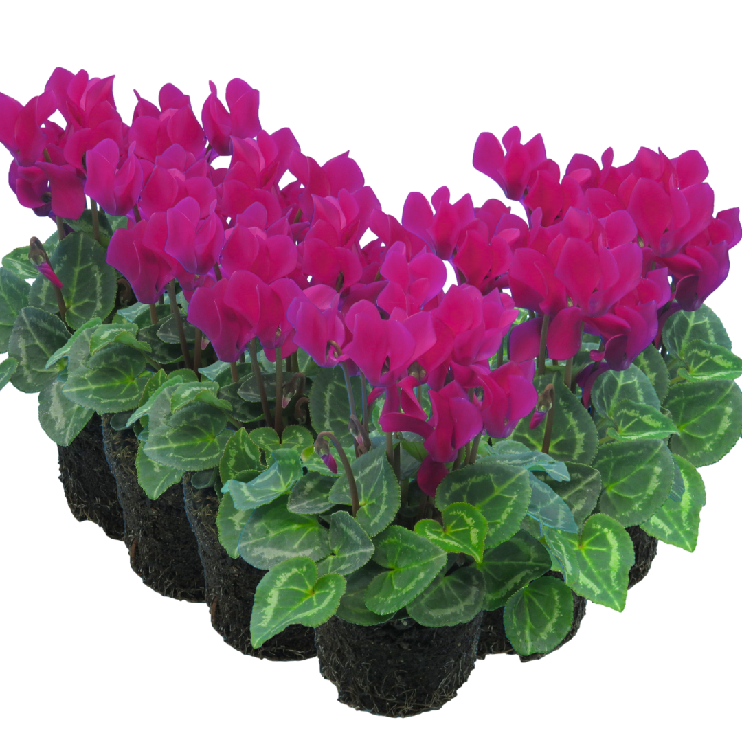 Cyclamen persicum 'Purple' from Cedar Nursery, Cobham