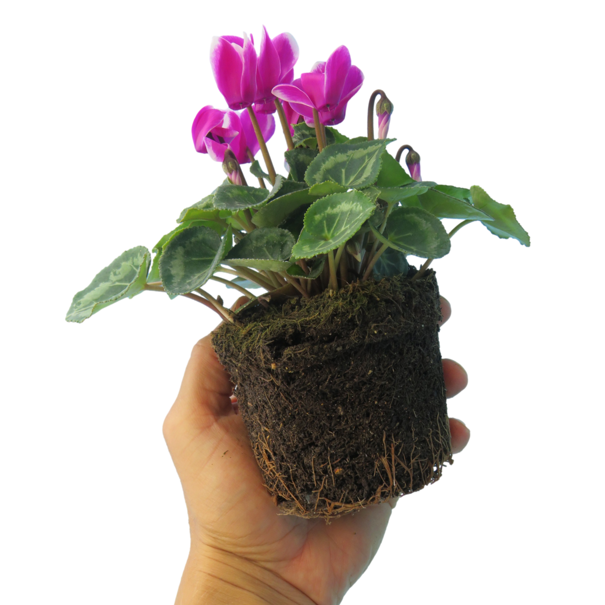 Cyclamen persicum 'Purple Flame' from Cedar Nursery, Cobham