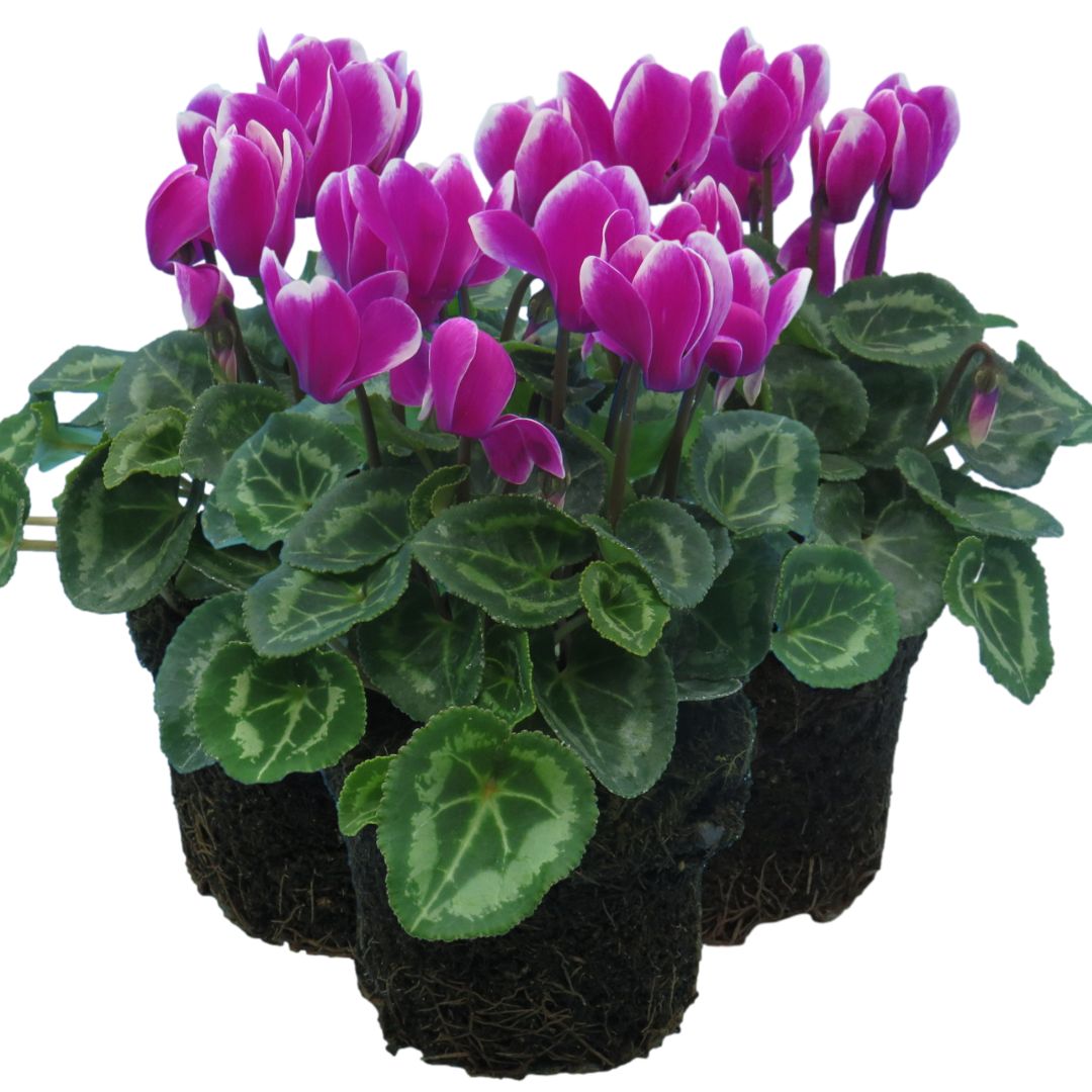 Cyclamen persicum 'Purple Flame' from Cedar Nursery, Cobham