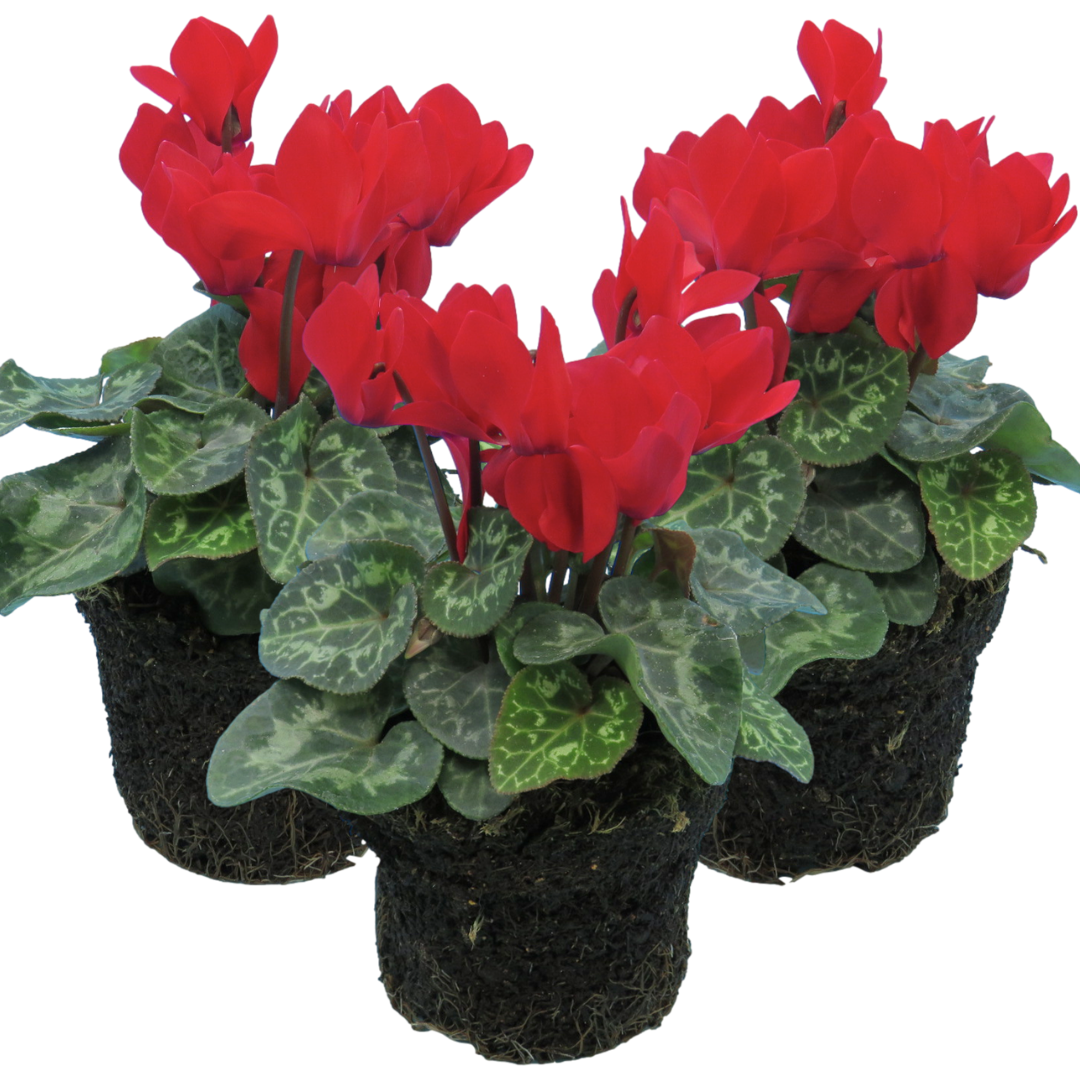 Cyclamen persicum 'Red' from Cedar Nursery, Cobham