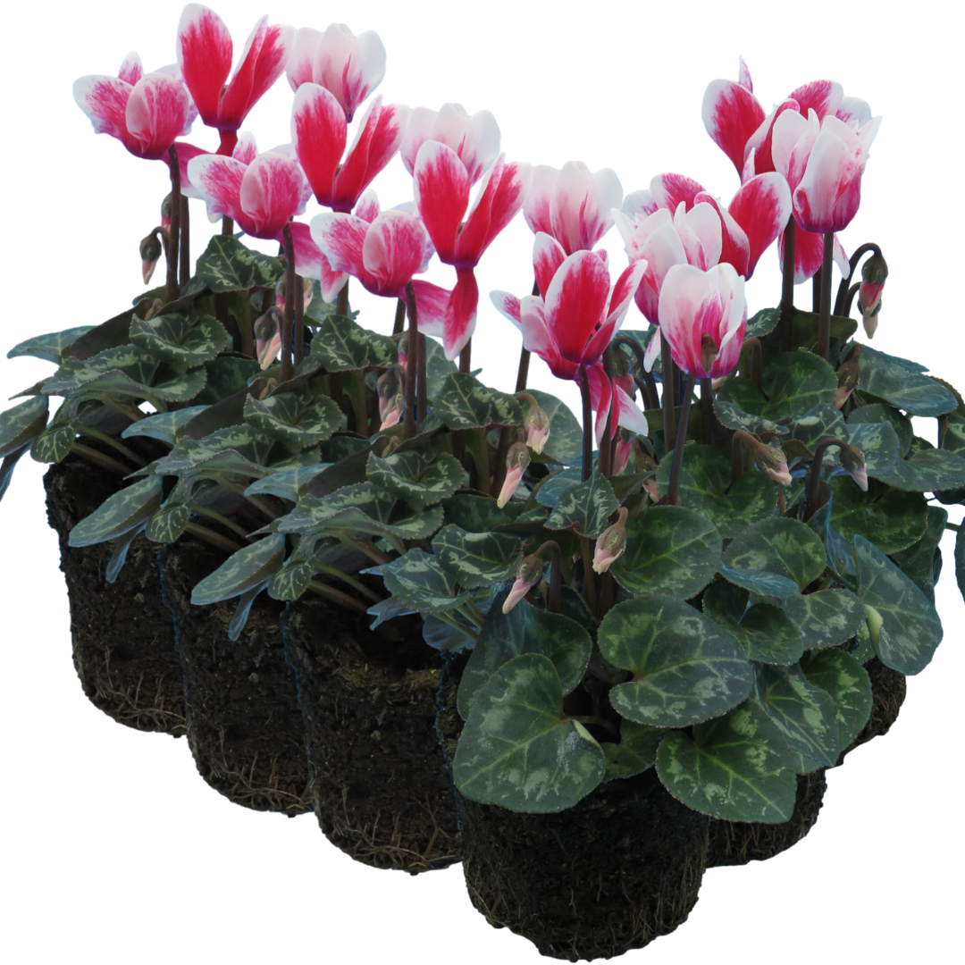 Cyclamen persicum 'Red Flame' from Cedar Nursery, Cobham