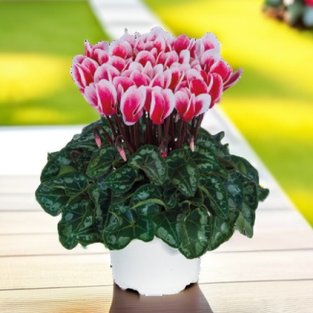 Cyclamen persicum 'Red Flame' from Cedar Nursery, Cobham