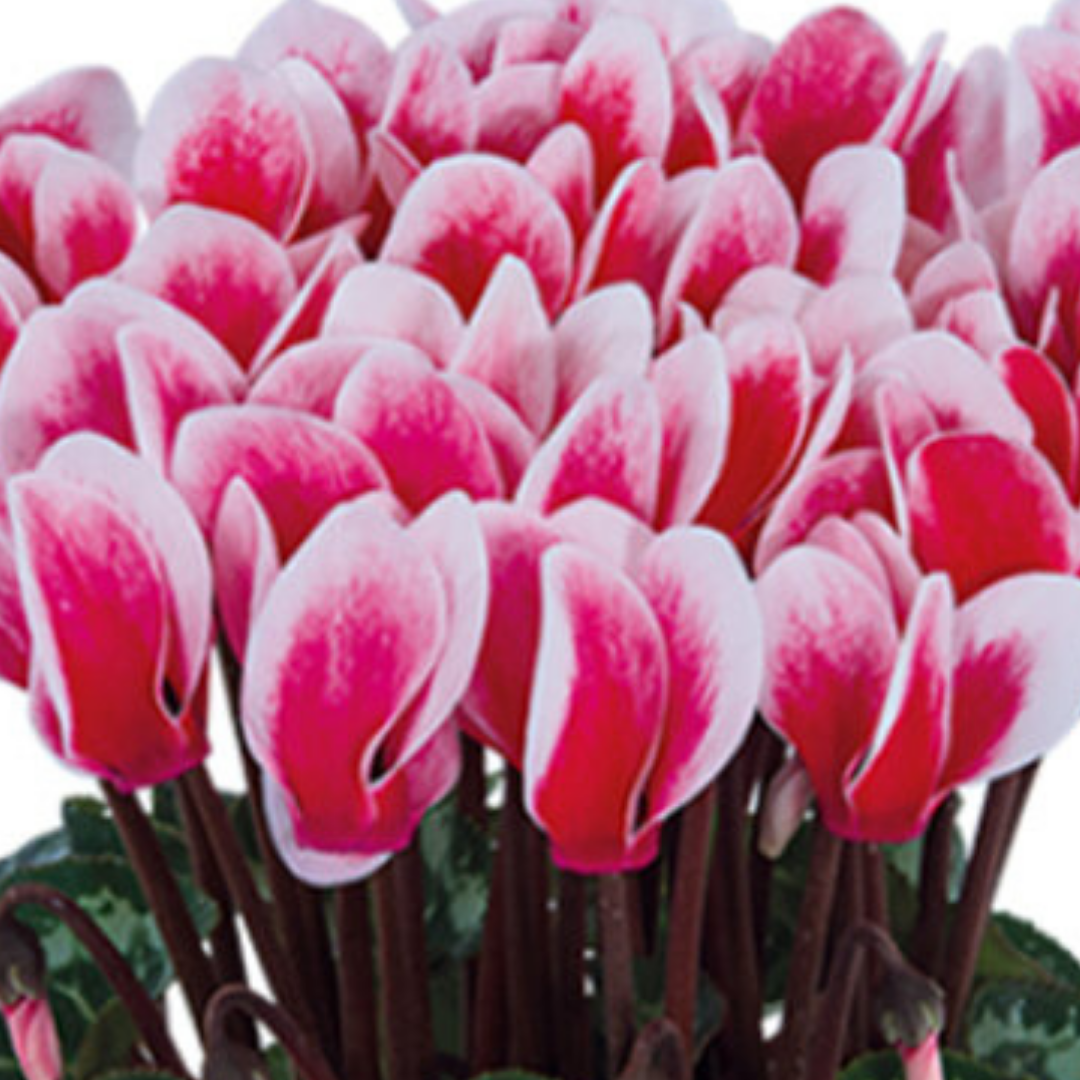 Cyclamen persicum 'Red Flame' from Cedar Nursery, Cobham