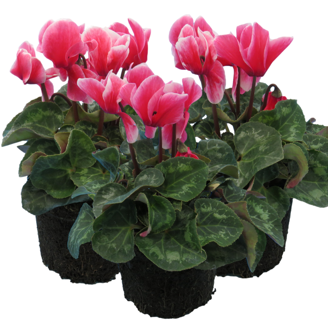 Cyclamen persicum 'Rouge Flame' from Cedar Nursery, Cobham