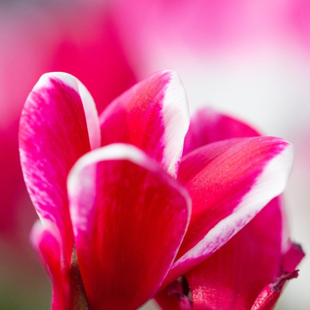 Cyclamen persicum 'Rouge Flame' from Cedar Nursery, Cobham