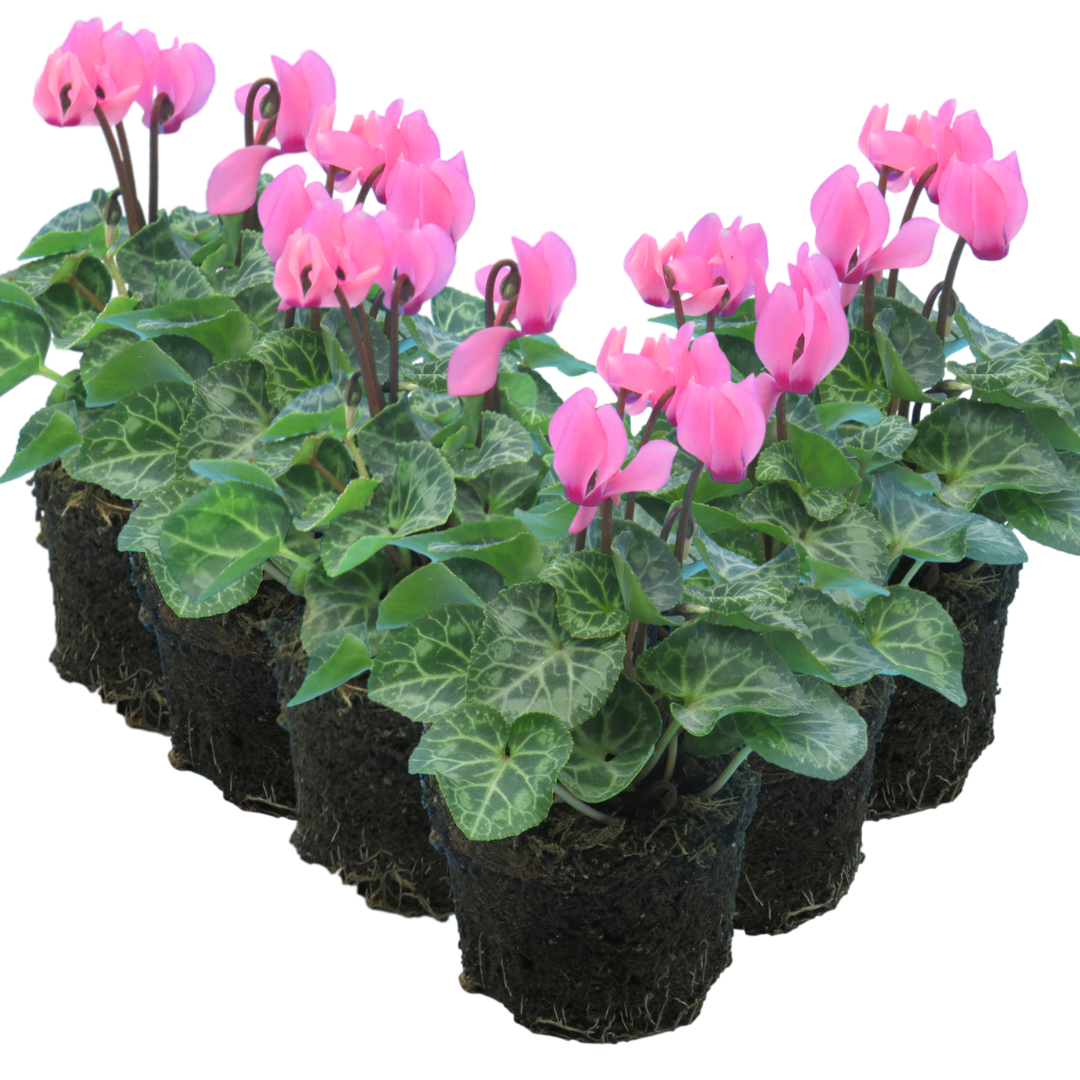 Cyclamen persicum 'Salmon' from Cedar Nursery, Cobham