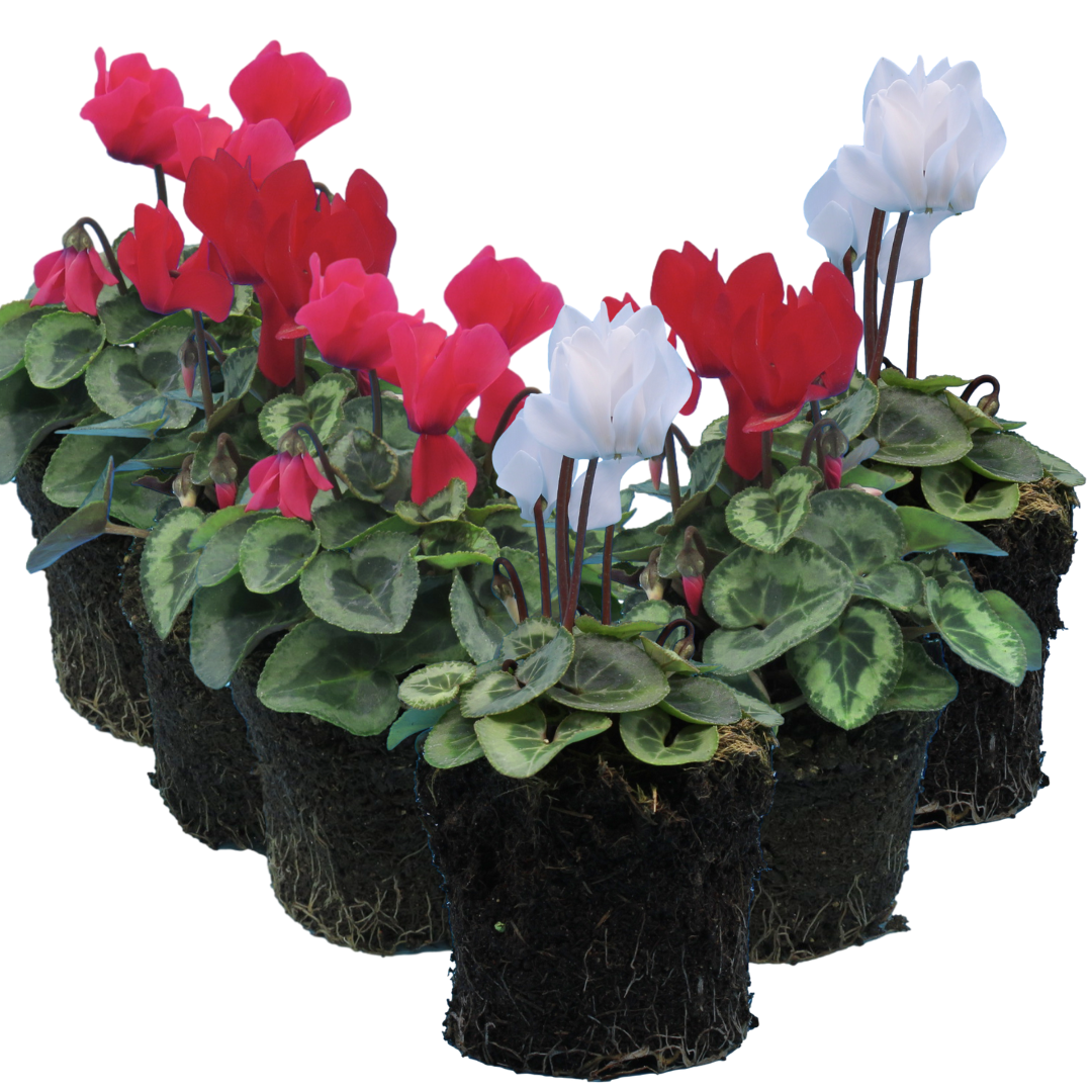 Cyclamen persicum Silver Leaf Growers Selection from Cedar Nursery, Cobham