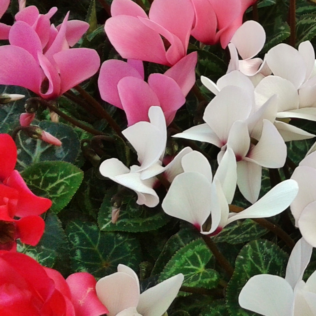 Cyclamen persicum Silver Leaf Growers Selection from Cedar Nursery, Cobham
