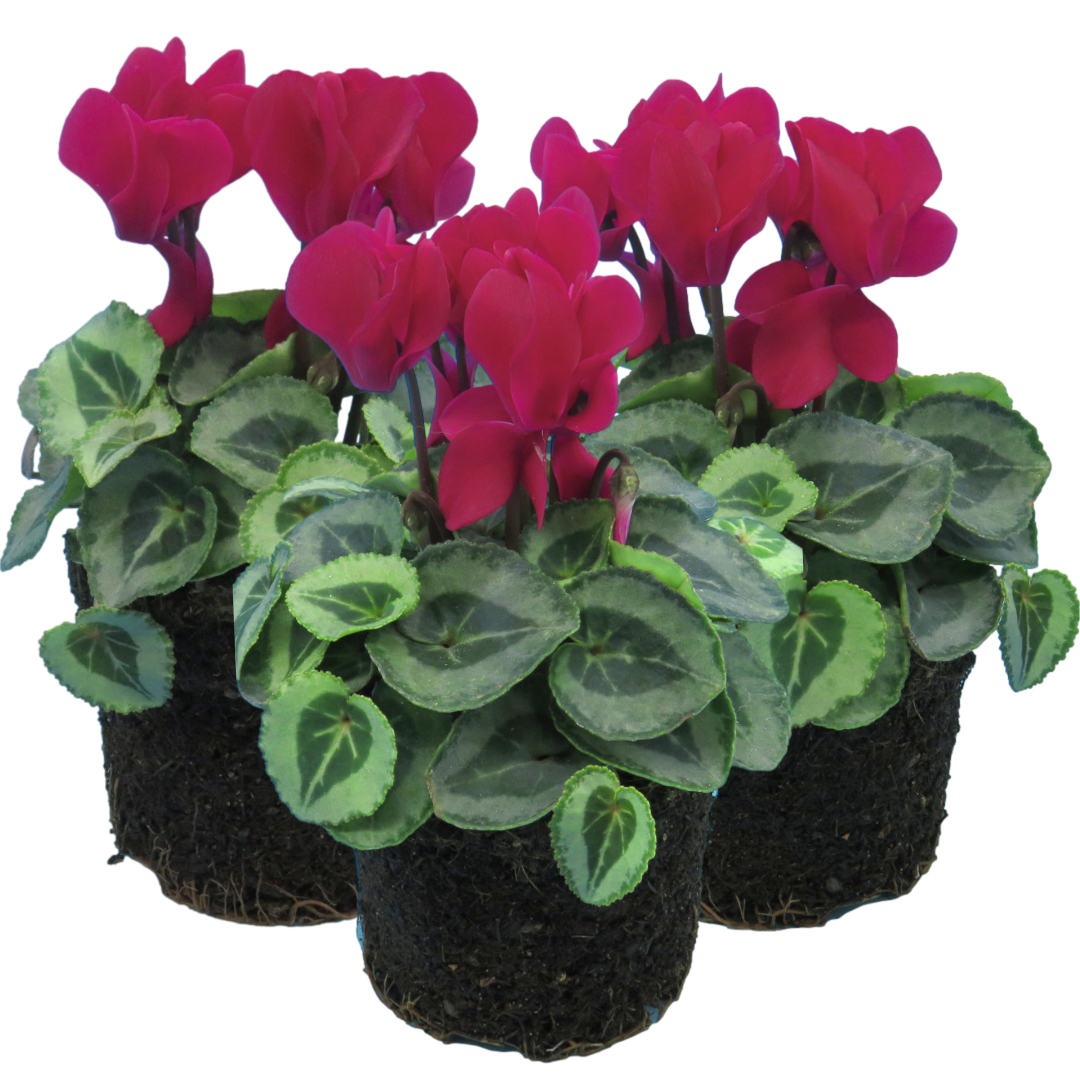 Cyclamen persicum Silver Leaf 'Magenta' from Cedar Nursery, Cobham
