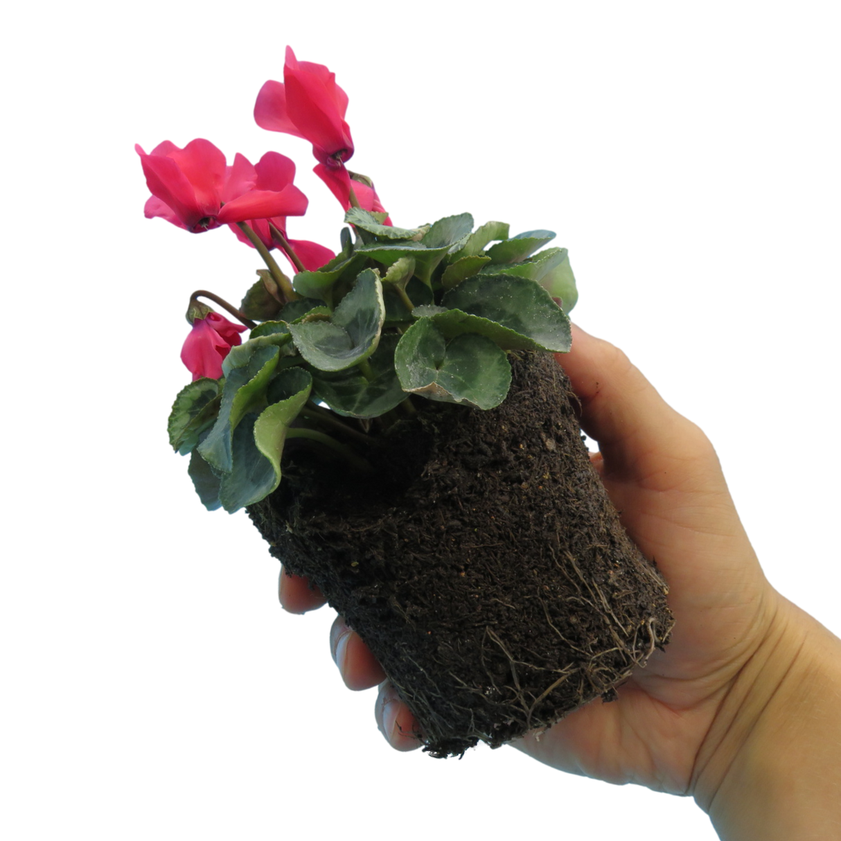 Cyclamen persicum Silver Leaf 'Salmon' from Cedar Nursery, Cobham