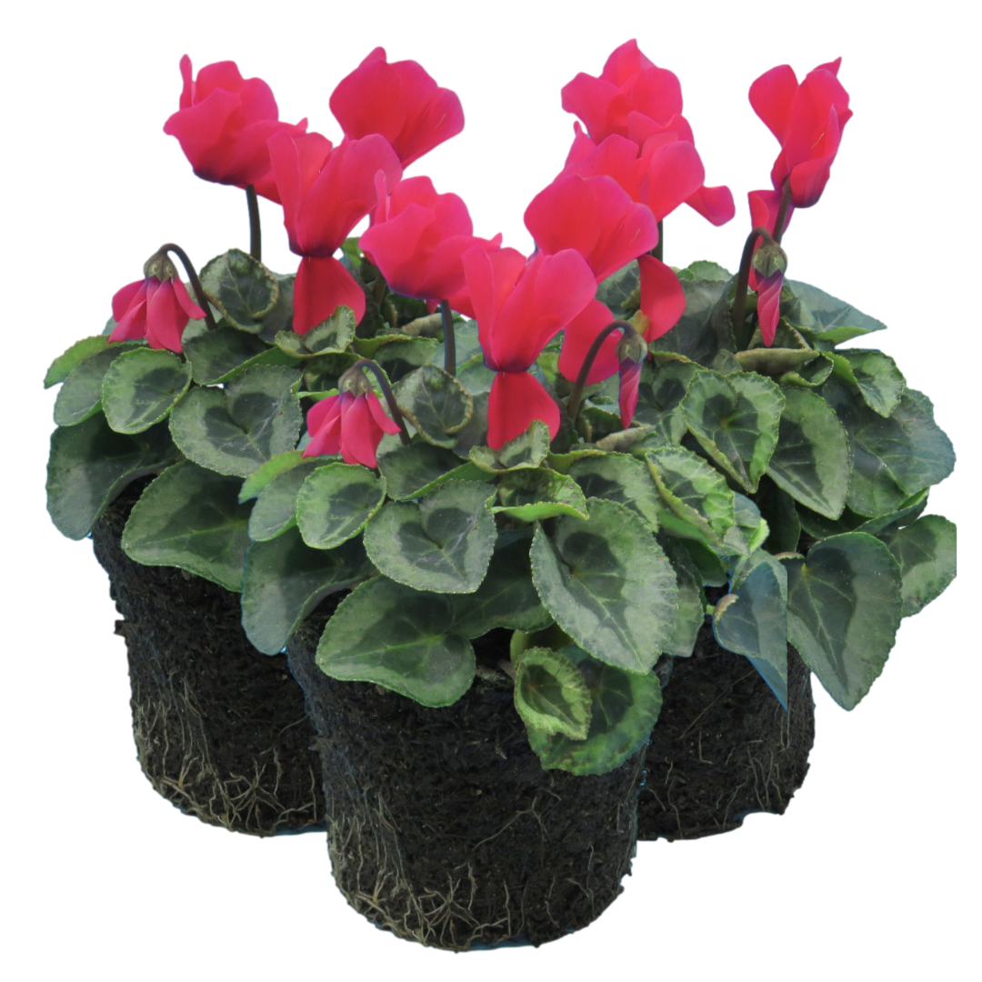Cyclamen persicum Silver Leaf 'Salmon' from Cedar Nursery, Cobham