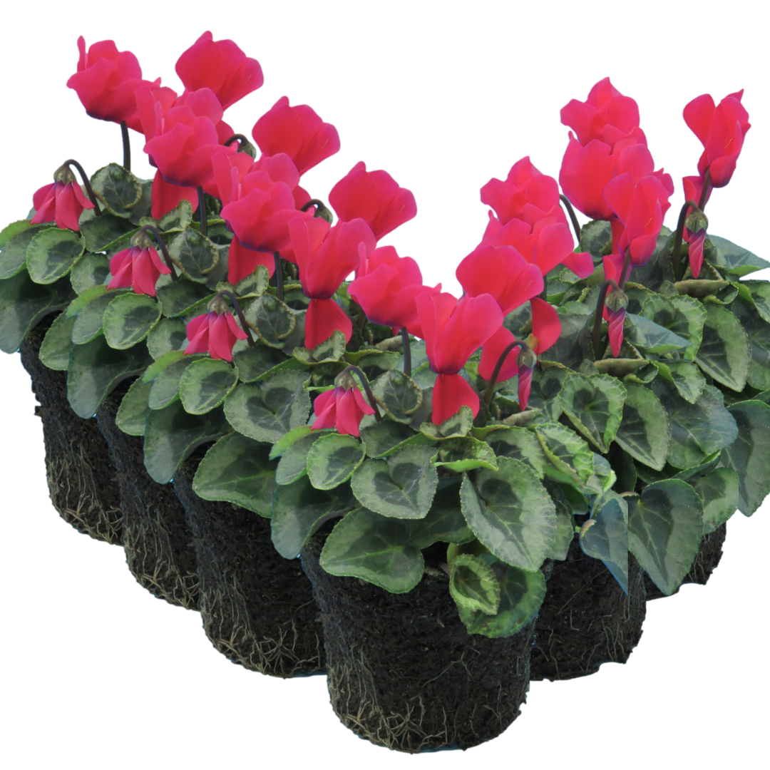 Cyclamen persicum Silver Leaf 'Salmon' from Cedar Nursery, Cobham