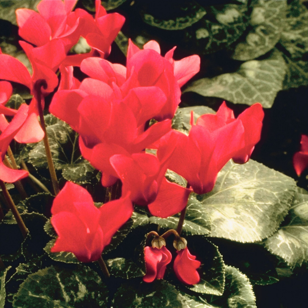Cyclamen persicum Silver Leaf 'Salmon' from Cedar Nursery, Cobham