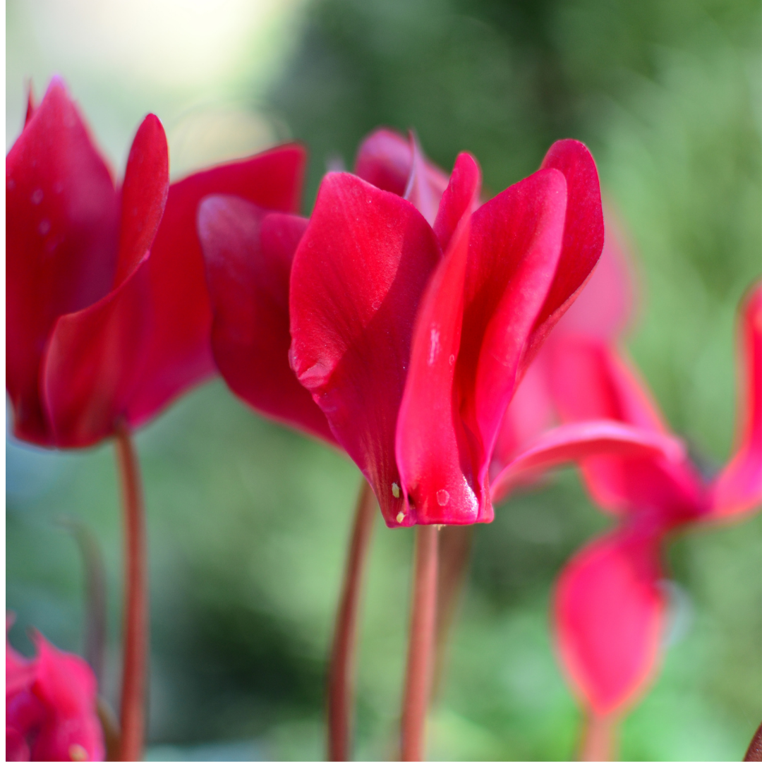 Cyclamen persicum Silver Leaf 'Salmon' from Cedar Nursery, Cobham