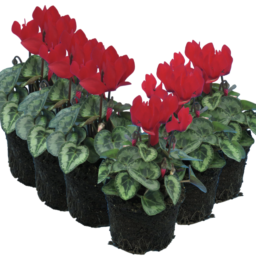 Cyclamen persicum Silver Leaf 'Scarlet' from Cedar Nursery, Cobham
