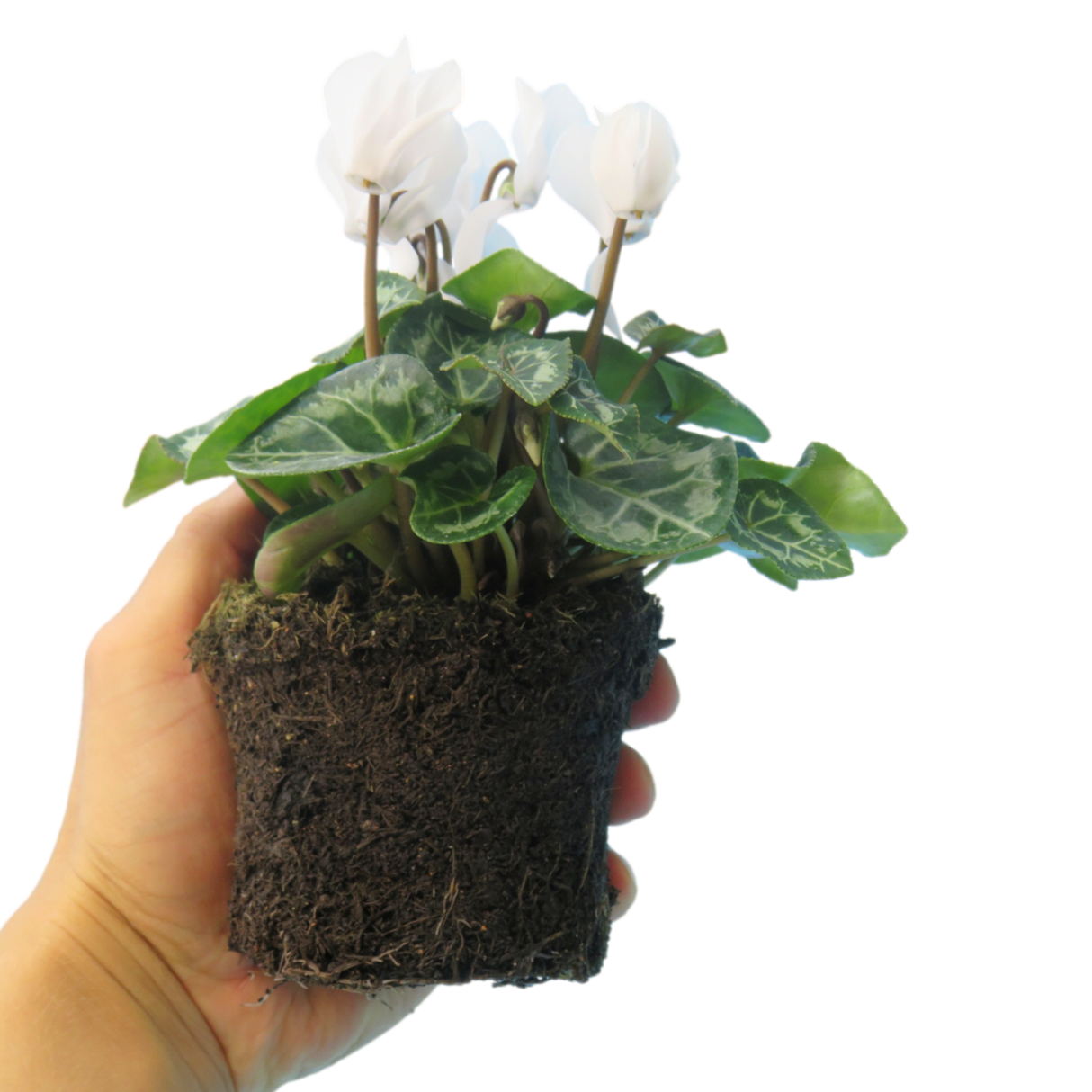 Cyclamen persicum 'White' from Cedar Nursery, Cobham