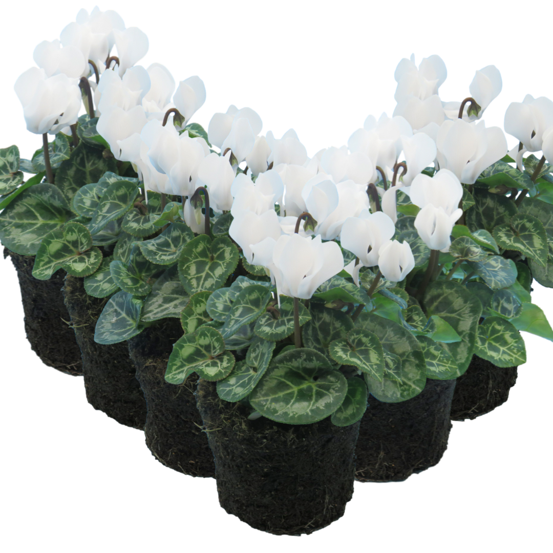 Cyclamen persicum 'White' from Cedar Nursery, Cobham