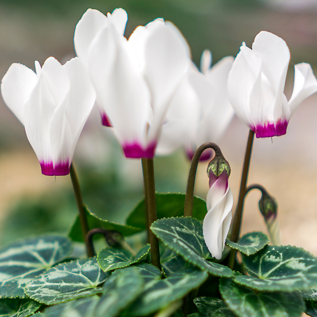 Cyclamen persicum 'White Flame' from Cedar Nursery, Cobham
