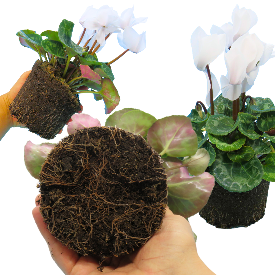 Cyclamen persicum Flame White 1L at Cedar Nursery Surrey
