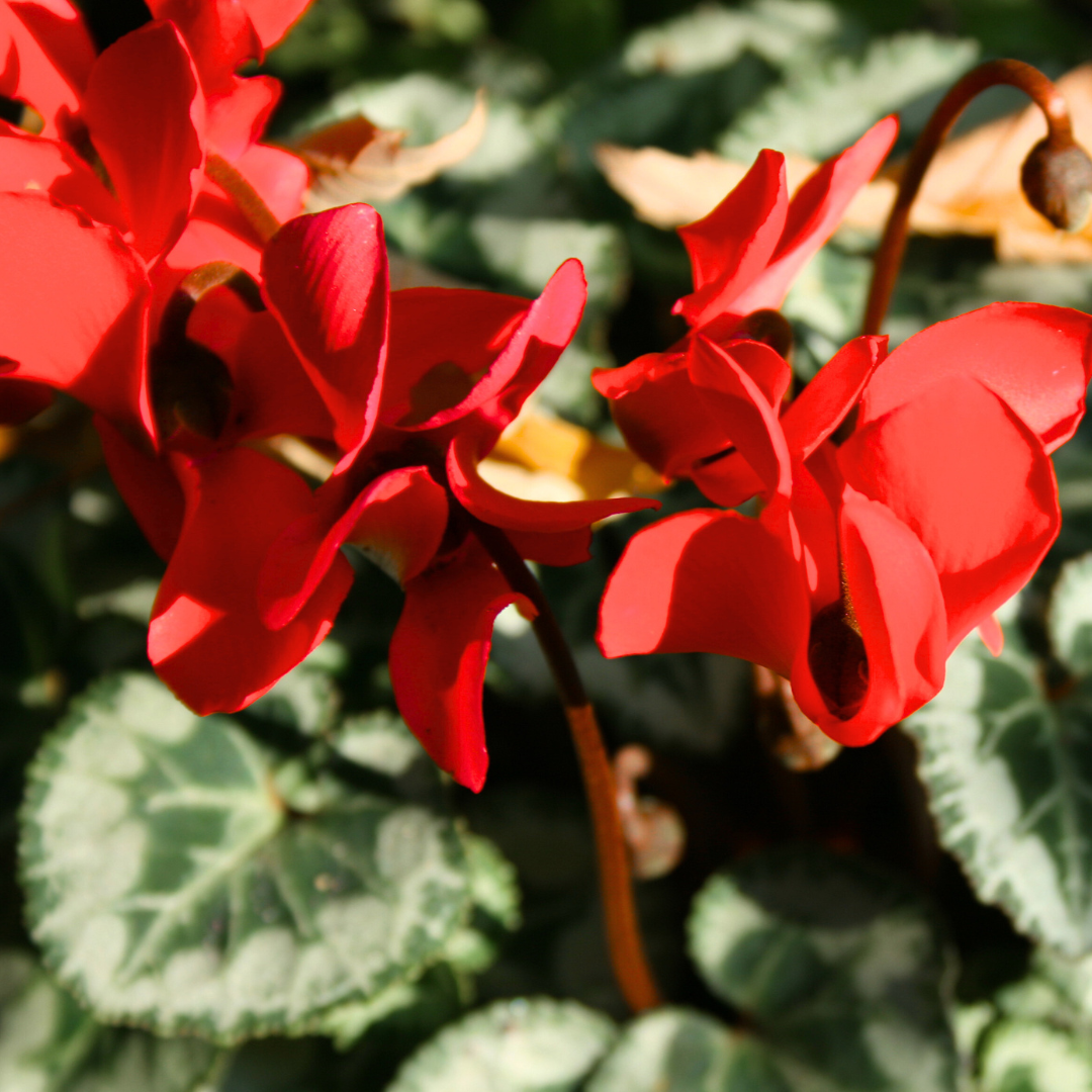 Cyclamen persicum Scarlet 105cm at Cedar Nursery Surrey