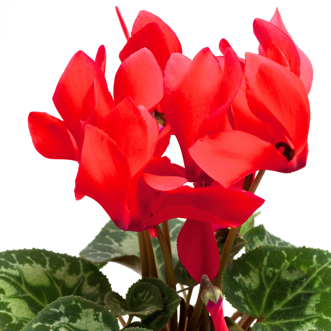 Cyclamen persicum Scarlet 105cm at Cedar Nursery Surrey