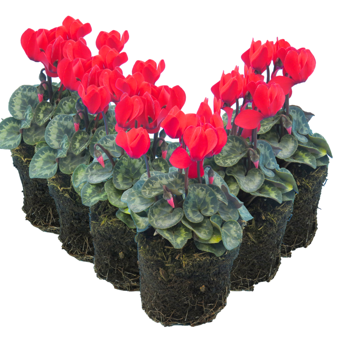Cyclamen persicum Scarlet 105cm at Cedar Nursery Surrey