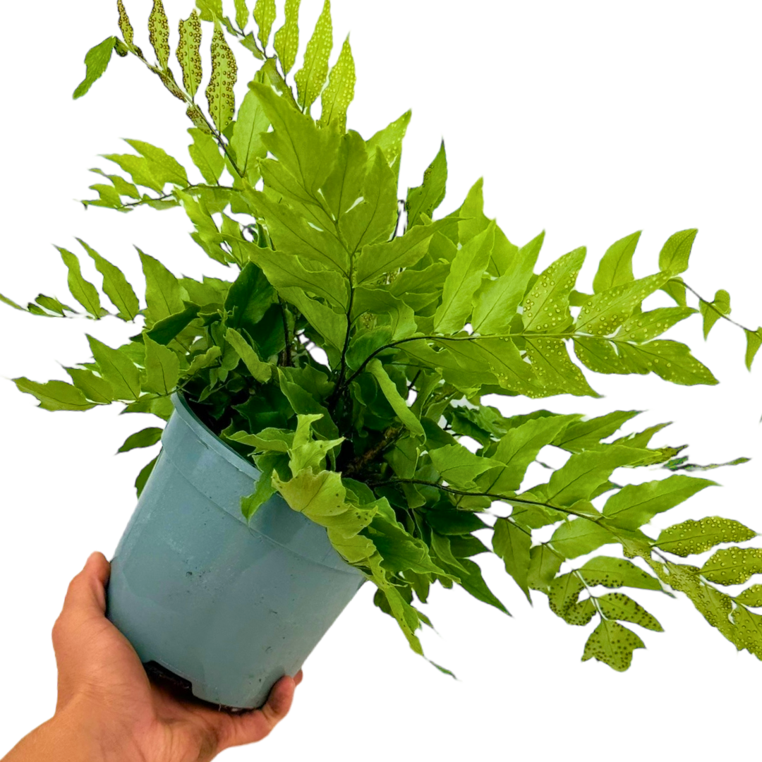 Cyrtomium fortunei from Cedar Nursery, Cobham