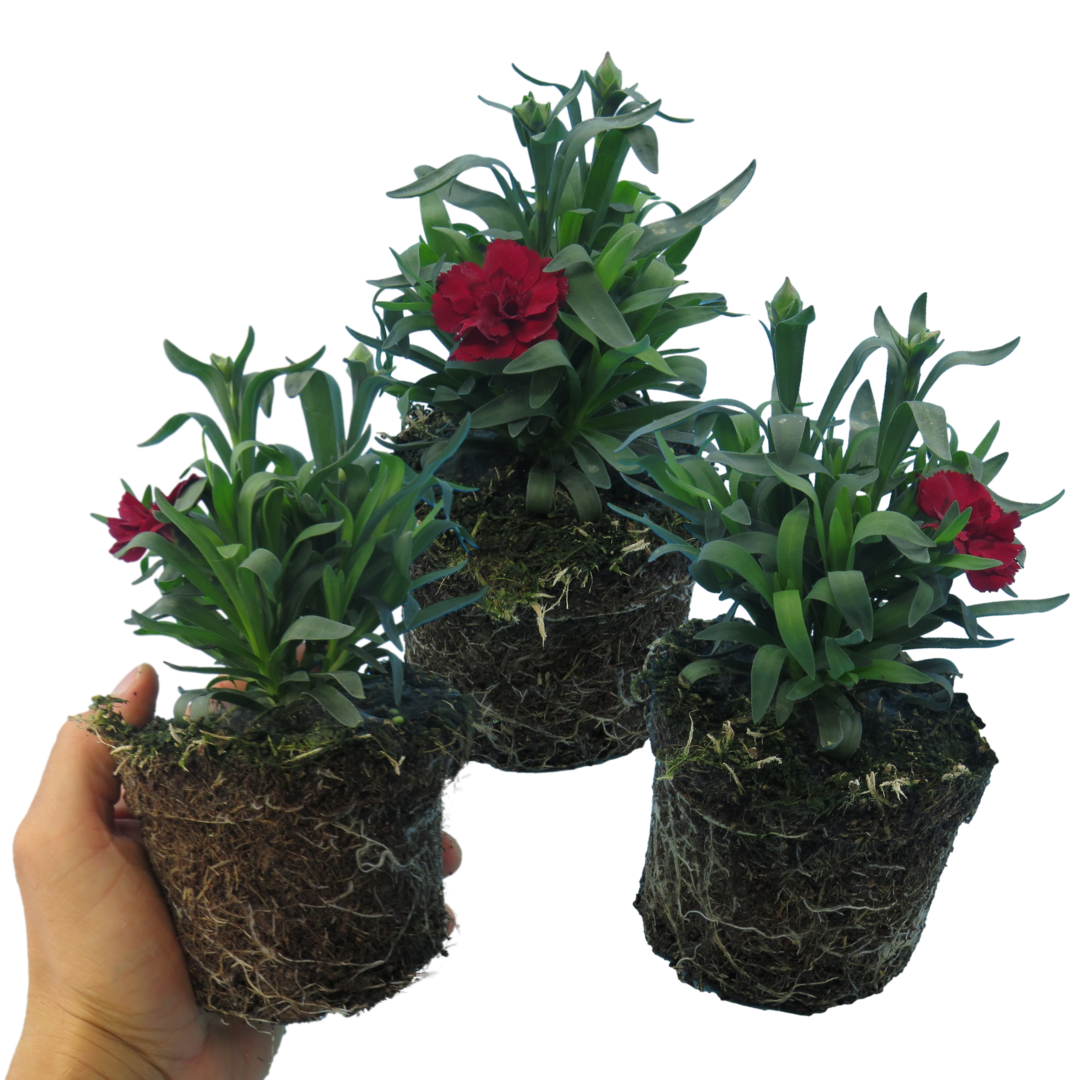 Dianthus caryophyllus 'Dark Red' from Cedar Nursery, Cobham