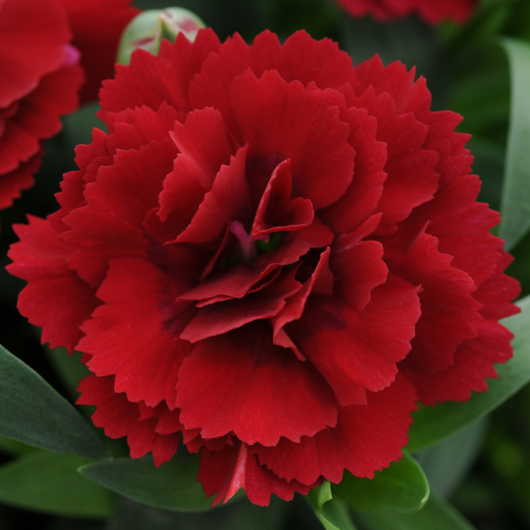 Dianthus caryophyllus 'Dark Red' from Cedar Nursery, Cobham